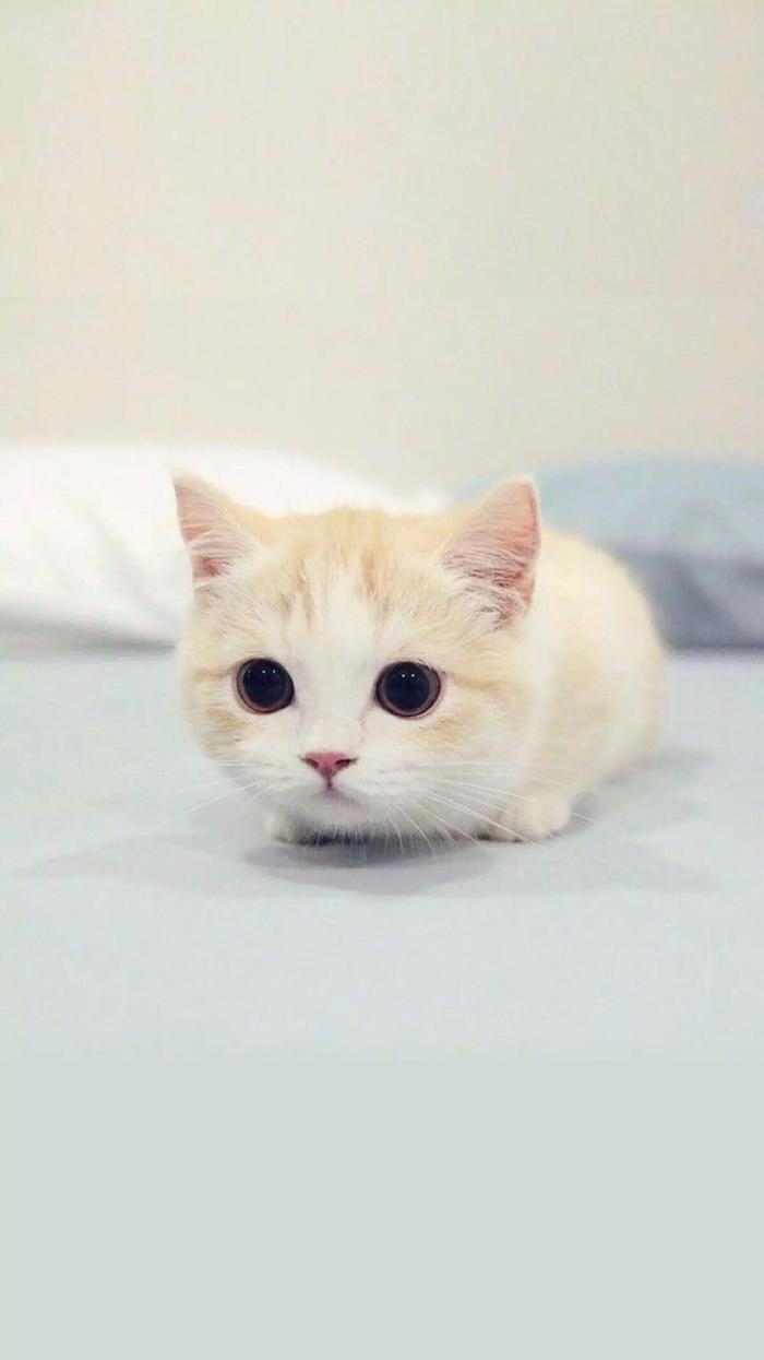 百猫手机版下载百词新下载手机版