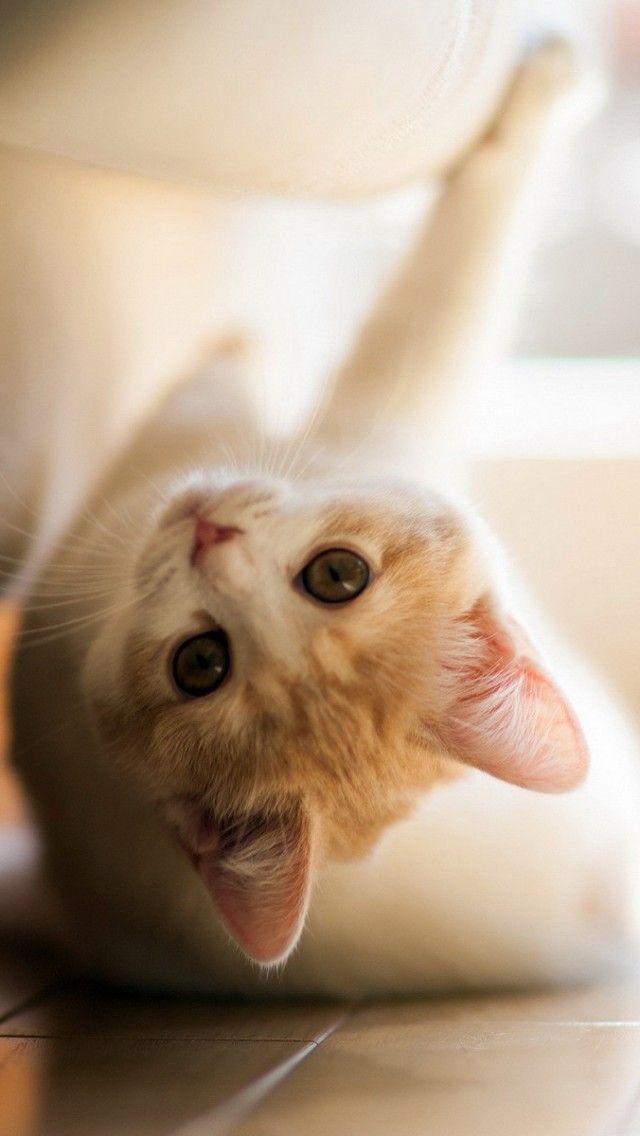 百猫手机版下载百词新下载手机版-第2张图片-太平洋在线下载
